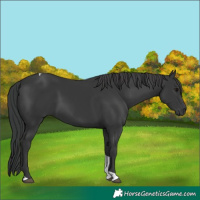 Horse Color:Black Tobiano 
