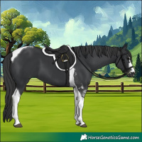 Horse Color:Black Tobiano