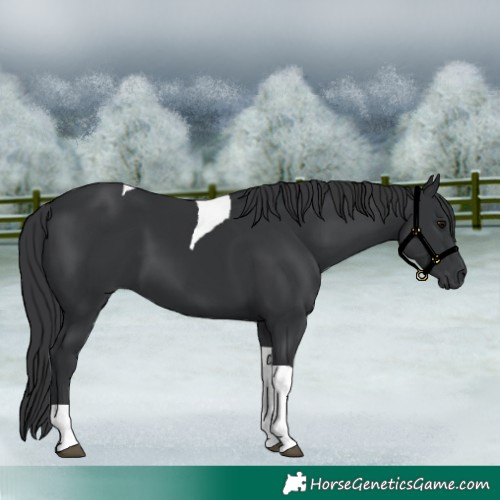 Horse Color:Black Tobiano 