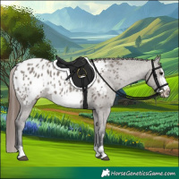 Horse Color:Grullo Frame Appaloosa 