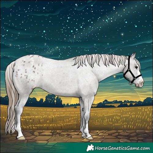 Horse Color:Grullo Appaloosa 