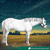 Horse Color:Grullo Appaloosa