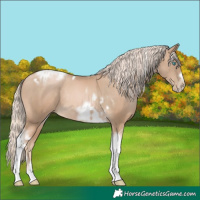 Horse Color:Chocolate Palomino Pearl Tobiano Frame  and Chocolate Palomino Pearl Tobiano Frame Rabicano 