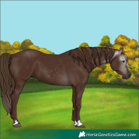 Horse Color:Gray Chestnut 