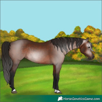 Horse Color:Gray Bay 