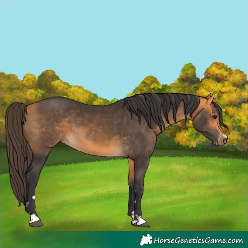 Horse Color:Buckskin