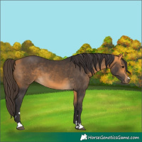 Horse Color:Buckskin 