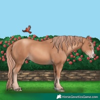 Horse Color:Gold Champagne Splash 