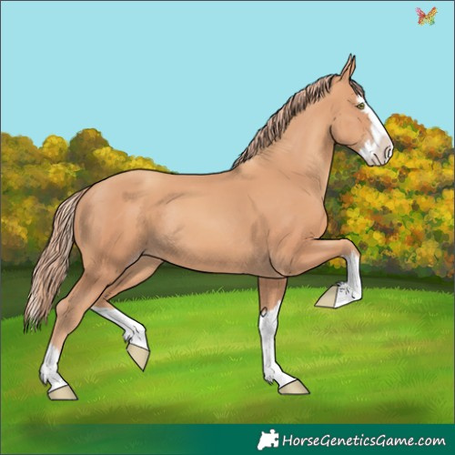 Horse Color:Gold Champagne Splash Rabicano 