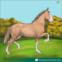 Horse Color:Gold Champagne Splash Rabicano