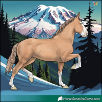 Horse Color:Gold Champagne Splash Rabicano