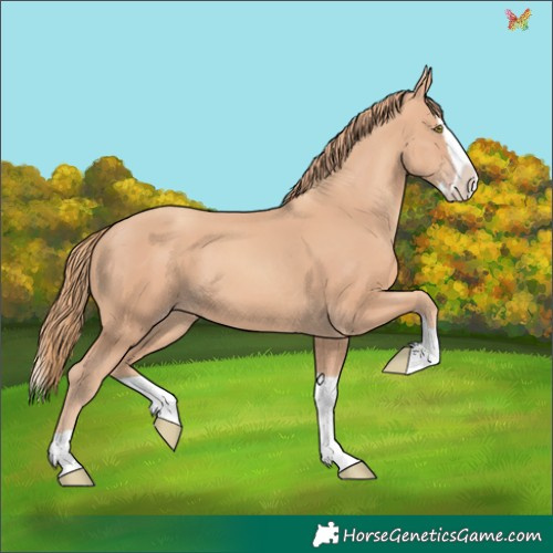 Horse Color:Gold Champagne Splash