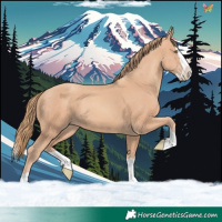 Horse Color:Gold Champagne Splash 