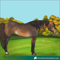 Horse Color:Buckskin 