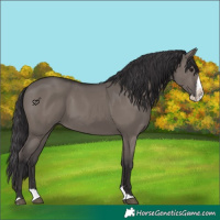 Horse Color:Smoky Grullo Splash 