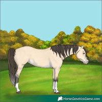 Horse Color:Buckskin Dun Splash