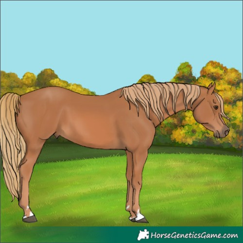 Horse Color:Chestnut 