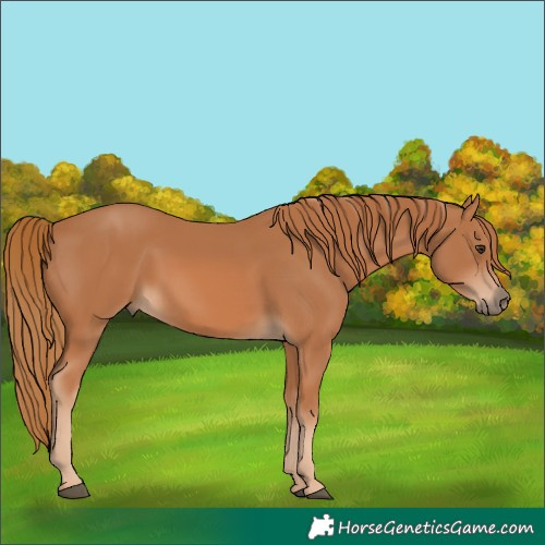 Horse Color:Chestnut 