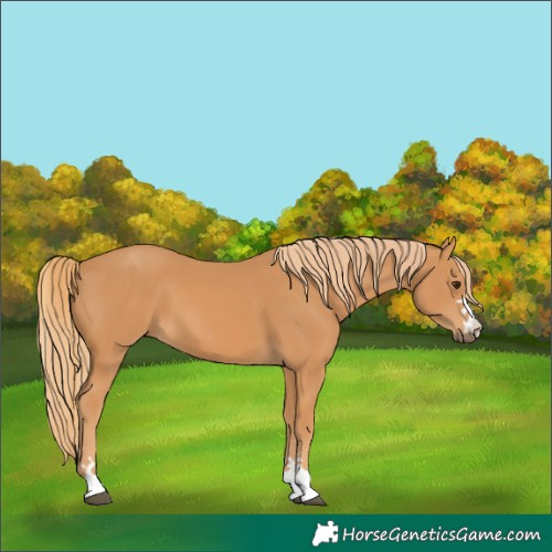 Horse Color:Chestnut 