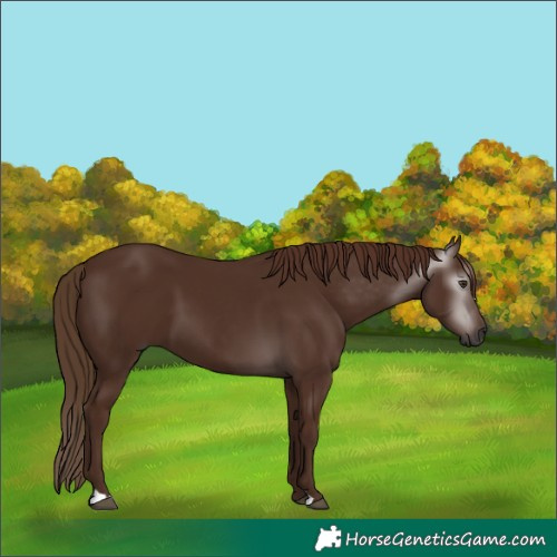 Horse Color:Gray Chestnut 