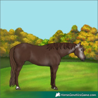 Horse Color:Gray Chestnut 