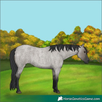 Horse Color:Grullo Roan Rabicano 