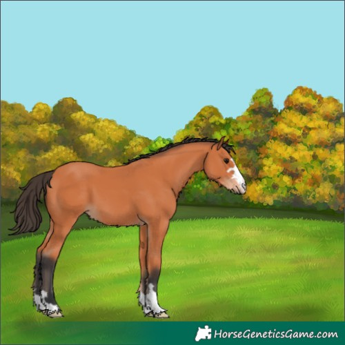Horse Color:Bay 