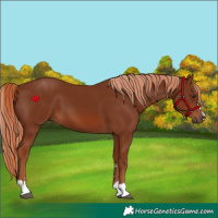 Horse Color:Chestnut 
