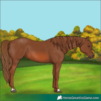 Horse Color:Chestnut 