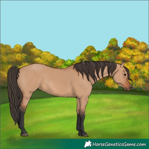 Horse Color:Bay Dun 