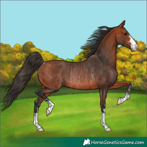 Horse Color:Bay Rabicano and Bay Rabicano