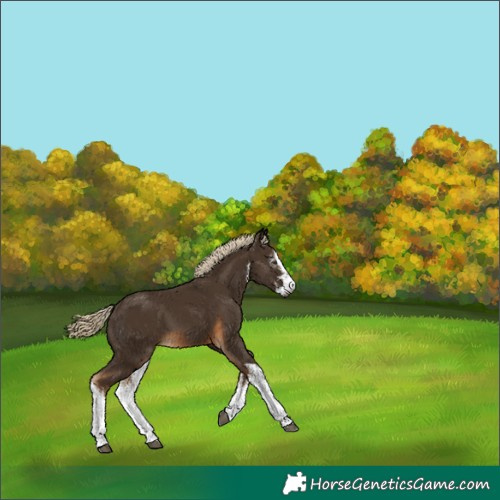 Horse Color:Gray White Spotted Chocolate Palomino 