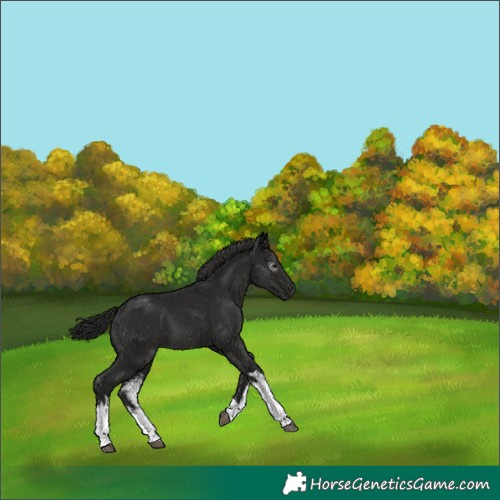 Horse Color:Gray White Spotted Black 