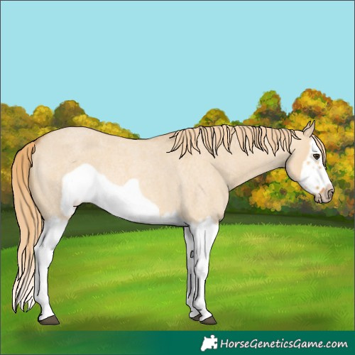 Horse Color:Red Dun Roan Splash Frame Rabicano 