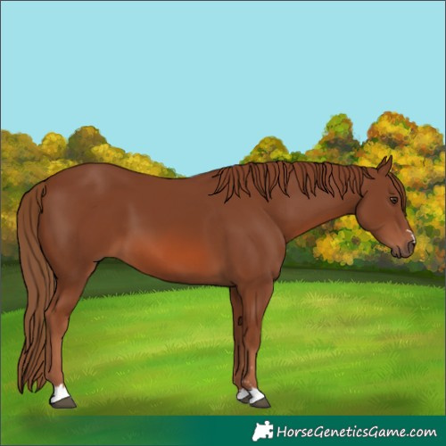 Horse Color:Chestnut 