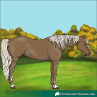 Horse Color:Unknown 