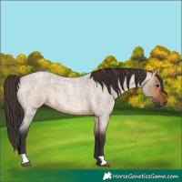 Horse Color:Unknown 