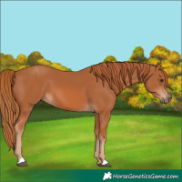Horse Color:Unknown 
