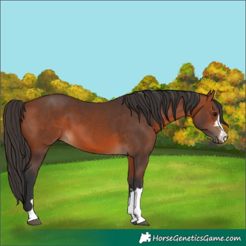 Horse Color:Unknown 