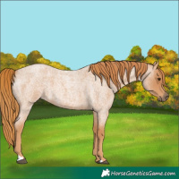 Horse Color:Unknown 