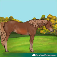 Horse Color:Unknown 