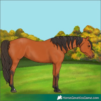 Horse Color:Unknown 