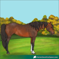 Horse Color:Unknown 