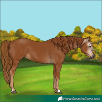 Horse Color:Unknown 