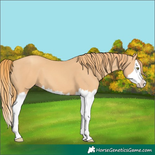 Horse Color:Unknown 