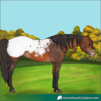 Horse Color:Unknown 