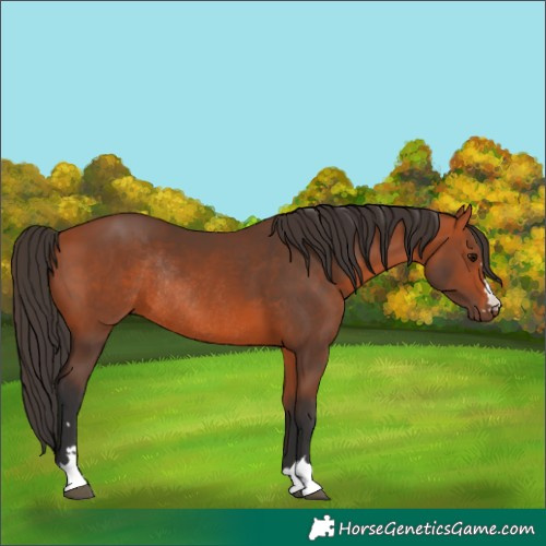 Horse Color:Unknown 