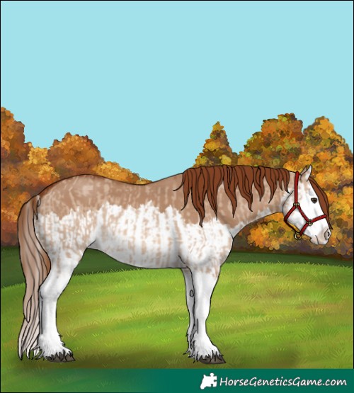 Horse Color:Red Dun Splash  and Red Dun Splash 