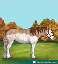 Horse Color:Red Dun Splash and Red Dun Splash
