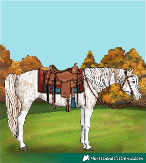 Horse Color:Red Dun Splash  and Red Dun Splash 